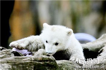 http://image2.sina.com.cn/dy/w/2007-04-05/bbaa2d312971d44a673b01c06ebcc29e.jpg