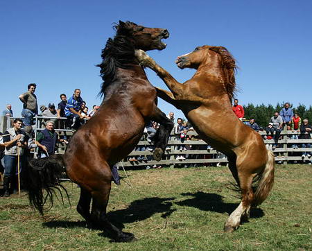 图文:西班牙传统节日上野马相互撕咬