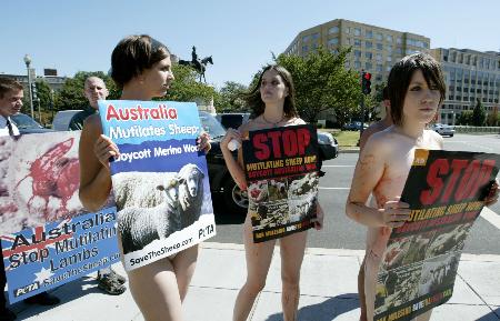 图文：动物保护组织成员举牌抗议虐待绵羊