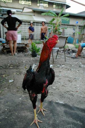 图文:躲避禽流感捕杀的泰国斗鸡