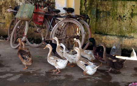图文:一群无人认领的鸭子在越南市场内漫步