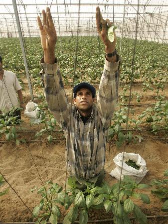图文：巴勒斯坦农民在加沙地带温室里工作