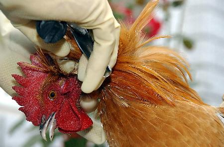 图文:济南工作人员给公鸡注射禽流感疫苗