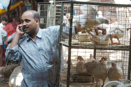 图文:印度首次发现禽流感疫情