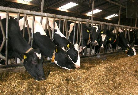 图文:荷兰家庭奶牛场印象