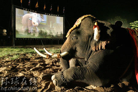 组图：泰国大象集体观看动画片