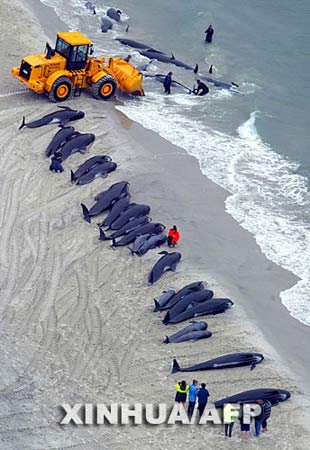 组图：77条巨头鲸在新西兰海滩搁浅