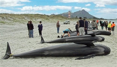组图：77条巨头鲸在新西兰海滩搁浅