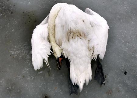 图文:多只野生鸟类被发现感染了禽流感病毒