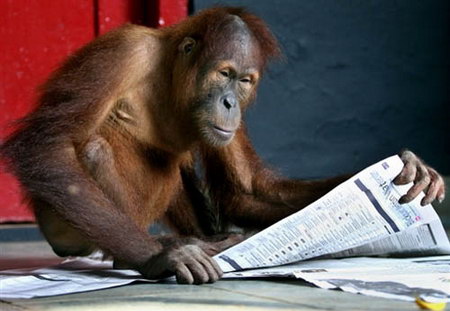 图文：印尼4岁猩猩在读报