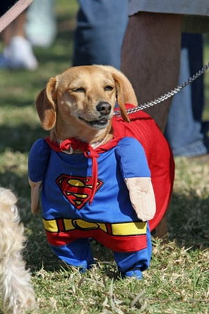 图文：美国小狗身穿超人战袍
