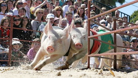 图文：澳大利亚小猪在赛跑