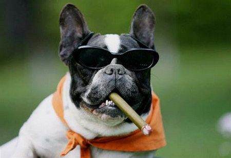 图文：抽雪茄的酷狗