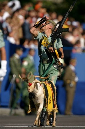 图文：西班牙阅兵式上全副武装的山羊