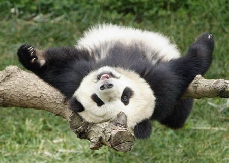 图文：美国动物园里的熊猫泰山