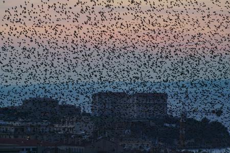 组图:欧洲八哥掠过法国马赛上空 鸟群遮天盖日