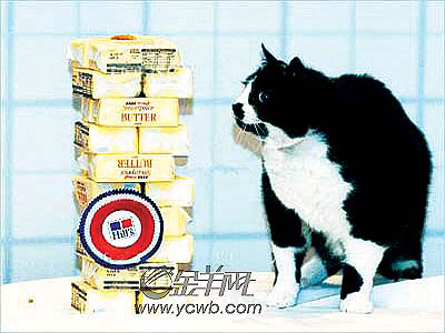 40周减10斤！肥猫瘦身夺魁(图)