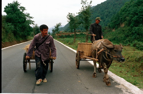 图文:《落叶归根》首映-赵本山拉车和牛车赛跑