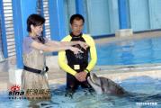 组图：梁咏琪当大使与海豚亲密接触产生感情