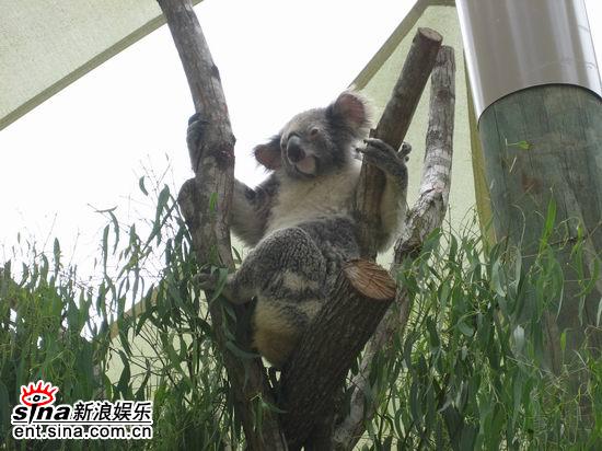 图文:青春之星农庄之旅--可爱的小考拉