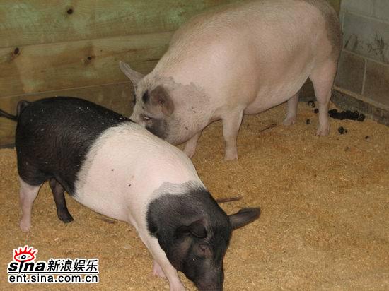 图文:青春之星农庄之旅--澳大利亚特色的小猪