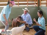 组图:青春之星澳洲农庄之旅选手与考拉合影