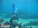 组图：青春之星澳洲之旅-观赏海豚海洋世界潜水