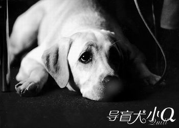 曾让无数视频感动流泪《导盲犬小Q》即将上映v视频观众门图片