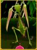 Mantis Card