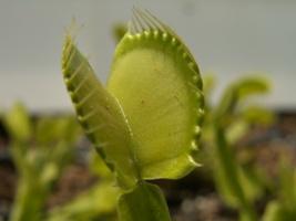 七大驱蚊虫植物高手(组图)