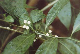 夏日来临七大驱蚊虫植物高手来帮忙(组图)