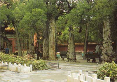 中国顶级建筑--紫禁城中的四大花园(组图)