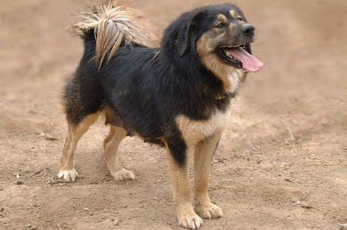 藏獒将成警方专用防暴犬北京先期引进两只(图)