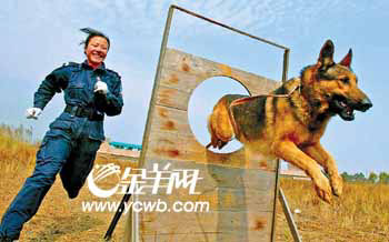 女警花训犬苦中作乐搭档练硬功人狗情未了(图)