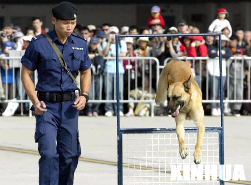 图文：警犬在表演跳跃障碍