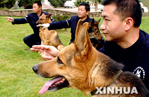 1月6日,公安部昆明警犬基地的带犬民警对黑背品系中国昆明犬进行