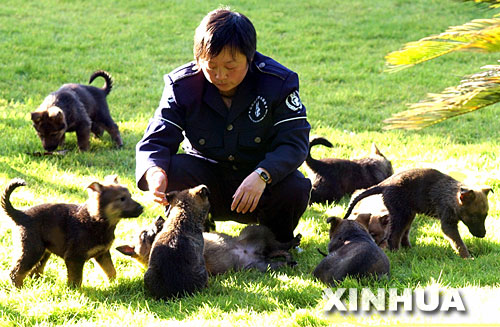 1月6日,公安部昆明警犬基地的饲养员在对出生45天的中国昆明犬幼犬