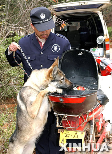 1月6日,公安部昆明警犬基地带犬民警在昆明市郊指挥一只中国昆明犬