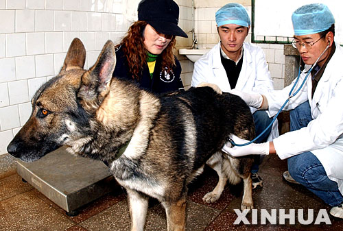 图文：兽医对成年警犬进行身体检查