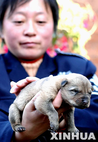 图文：出生3天的中国昆明犬