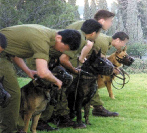 恐怖袭击的克星：以色列特种军犬部队(组图2)