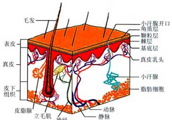 1.皮肤的结构肤表面的纹路—皮嵴,皮沟和皱襞.