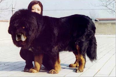 猛犬霸主中国藏獒