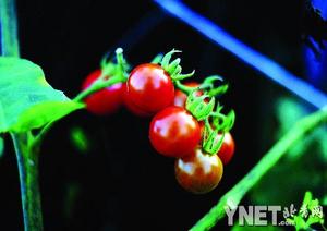 健康膳食:吃番茄预防非典(图)