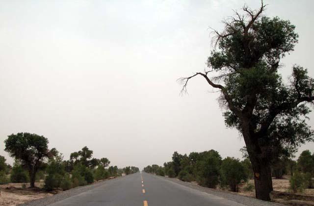 沙漠公路旁的胡杨树