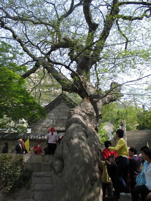 青岛崂山太清宫的古树