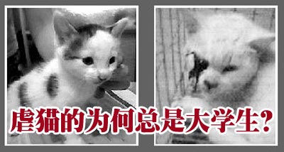 教育今日谈:大学生虐猫事件频发 谁是罪魁祸首