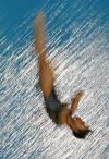 图文-跳水女子1米板吴敏霞夺冠越南选手入水瞬间