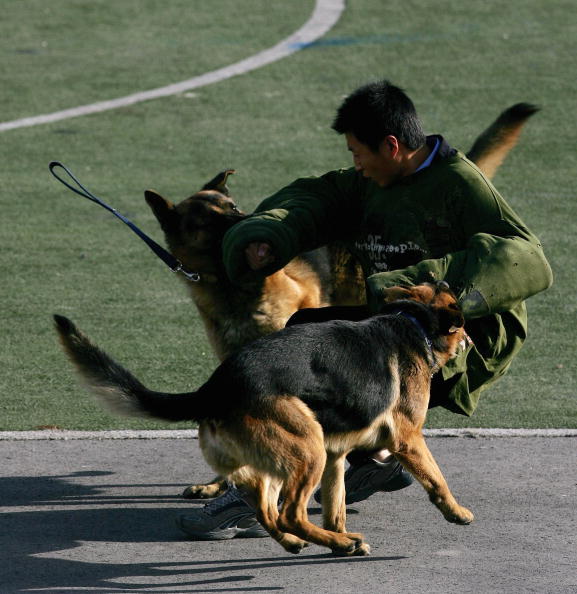 图文-08奥运武装警察训练 警犬训练不可或缺