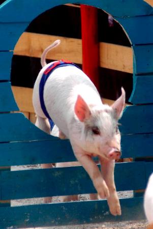 图文-济南举办小猪运动会 小猪也玩百米跨栏